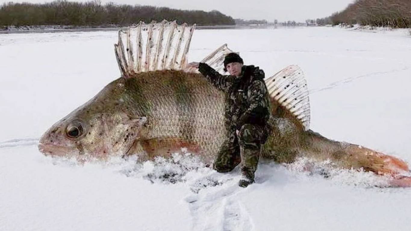 ПРИКОЛЫ НА РЫБАЛКЕ / Угарные приколы на рыбалке смотреть онлайн