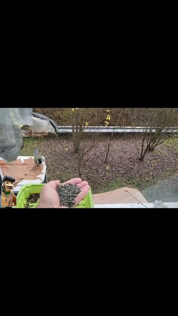 Кормите птах !!!