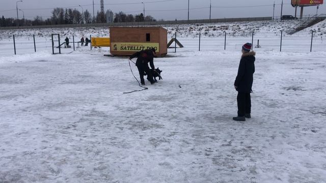 Тестирование добычного поведения щенка