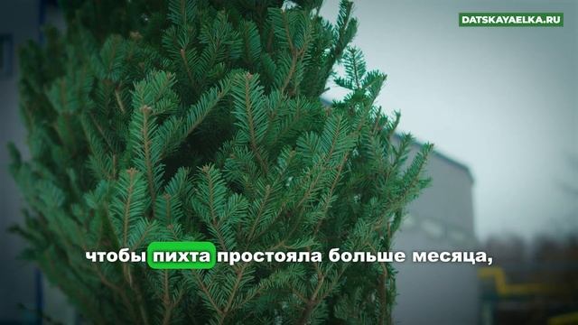 Живая пихта - как выбрать и купить живые пихты на Новый