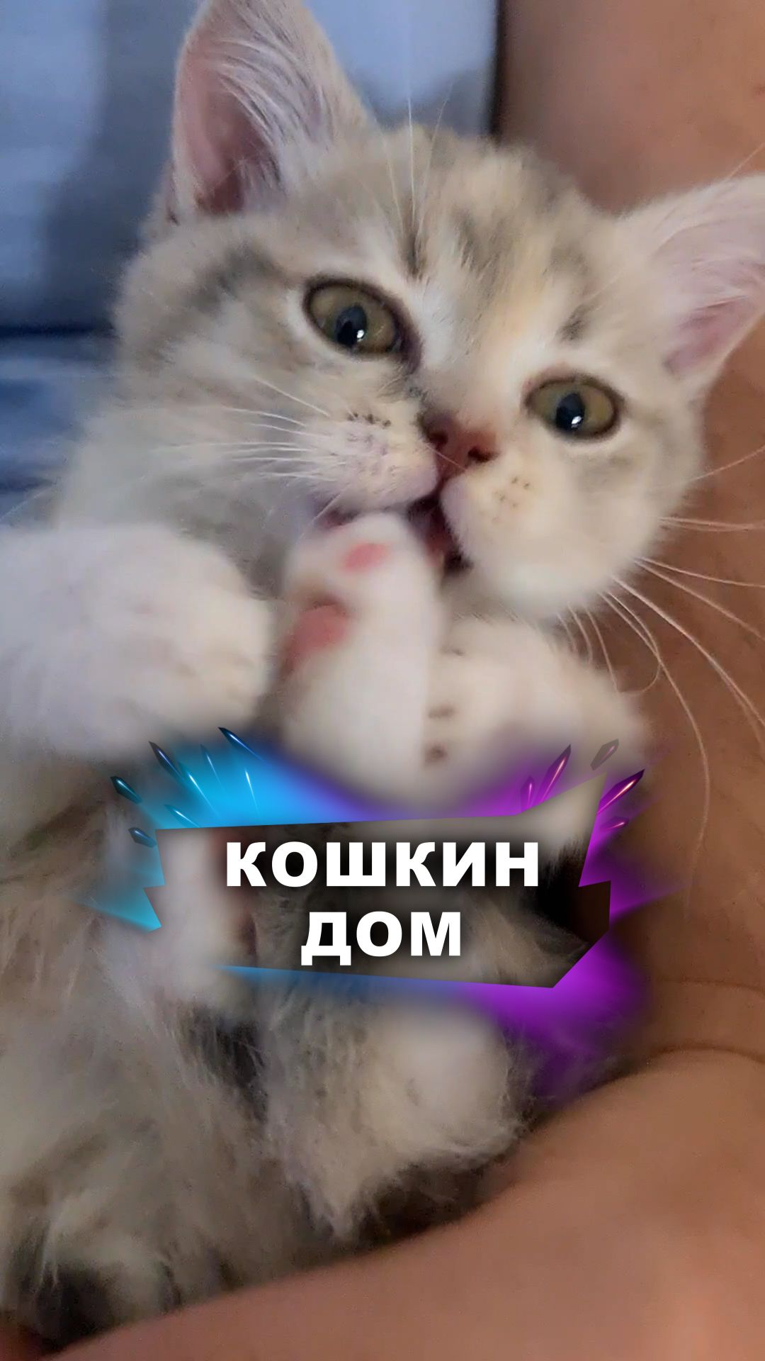 Необычная прогулка получилась #животные смотреть онлайн