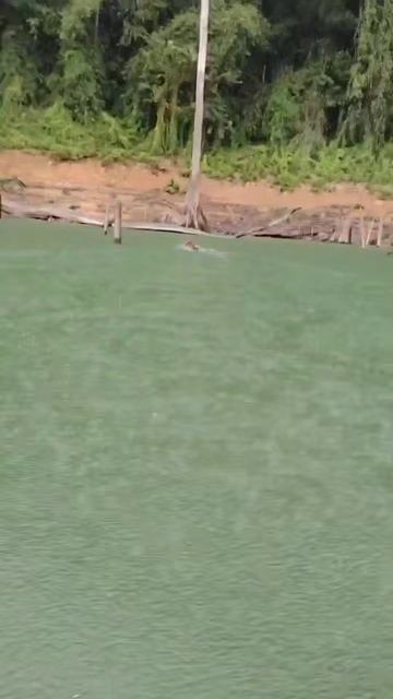 Сила и грация: тигр в заплыве показал мастер-класс по плаванию