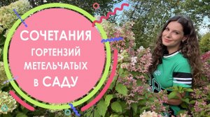 Сочетания гортензий метельчатых в саду
