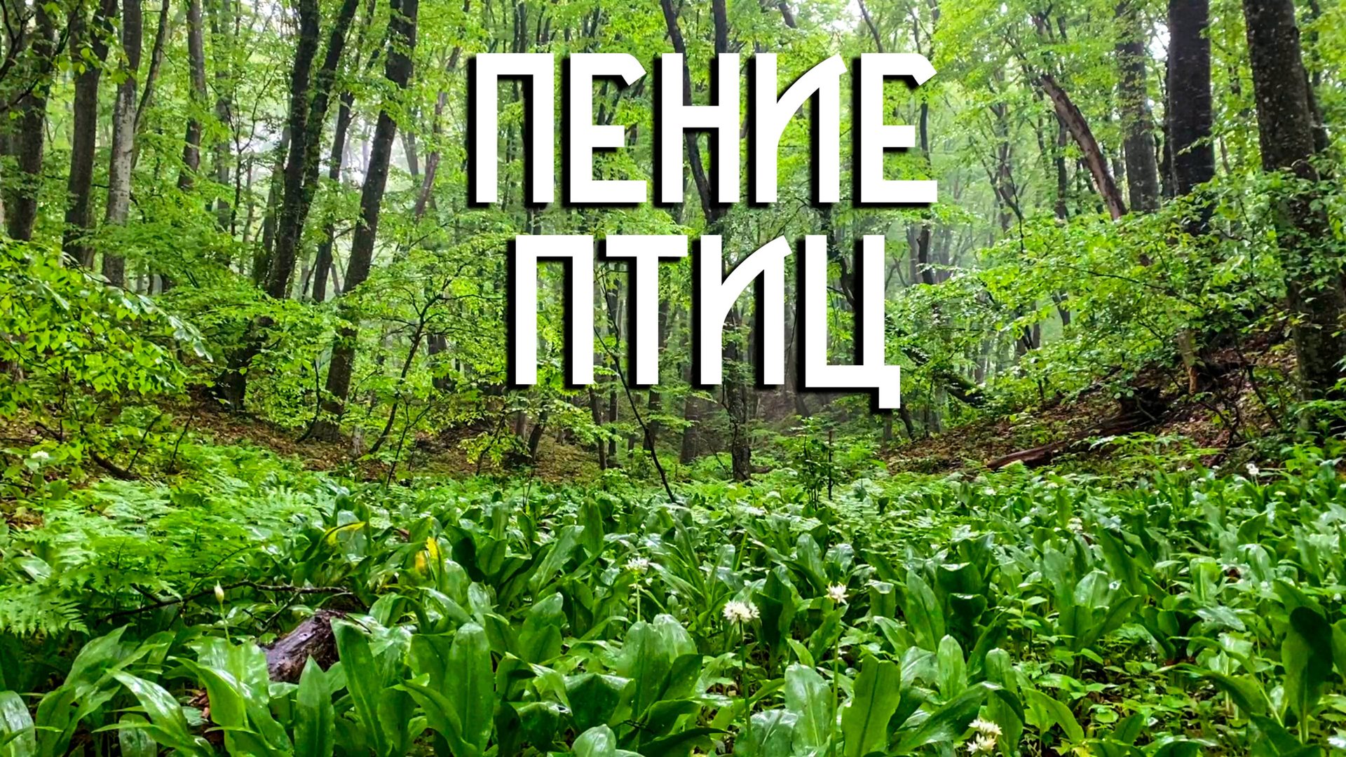 Пение птиц в глубине леса / Звуки природы в горном лесу смотреть онлайн