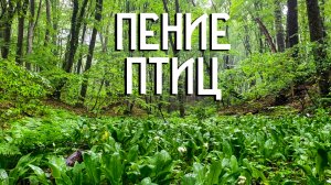 Пение птиц в глубине леса / Звуки природы в горном лесу