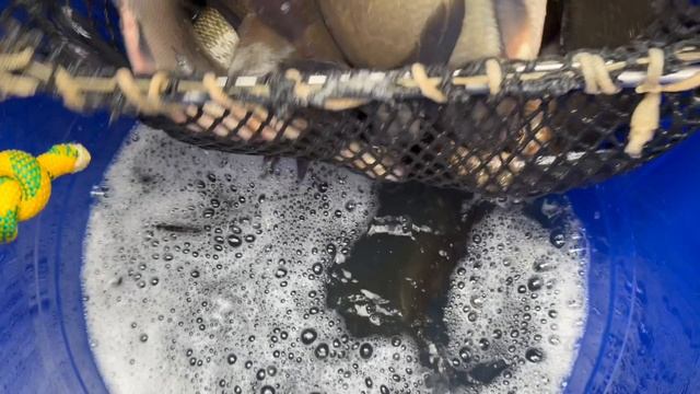 Запуск Леща в Основной водоем смотреть онлайн