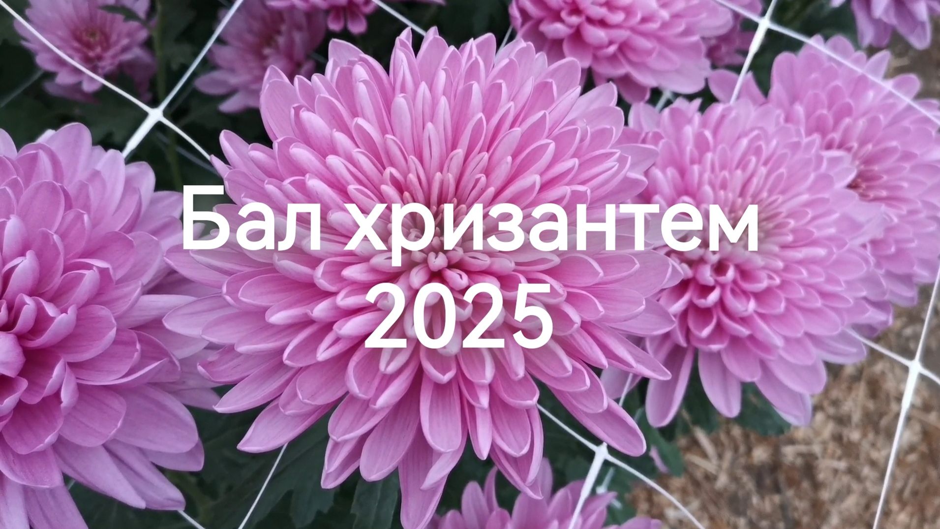 Бал хризантем 2025 в Волжском