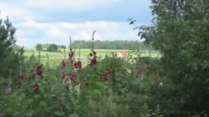 Хорошая погода. Музыка Сергея Чекалина. Nice weather. Music by Sergey Chekalin.