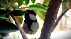 Наши синицы: Большая синица и Московка (черная синица)