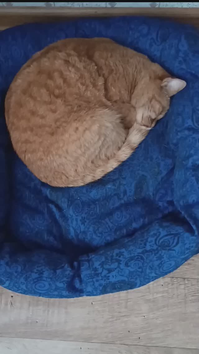 Мои кошечки оценили лежанку🐱😀 смотреть онлайн