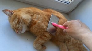 Любимая щётка. Часть 2