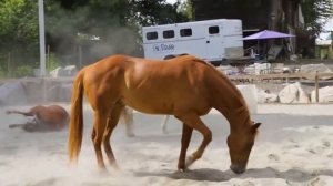 Котейка ТВ. Домашние животные и их детеныши. Семья животных для детей