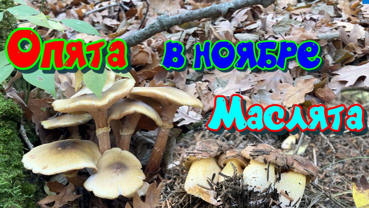 Опята и маслята в ноябре смотреть онлайн