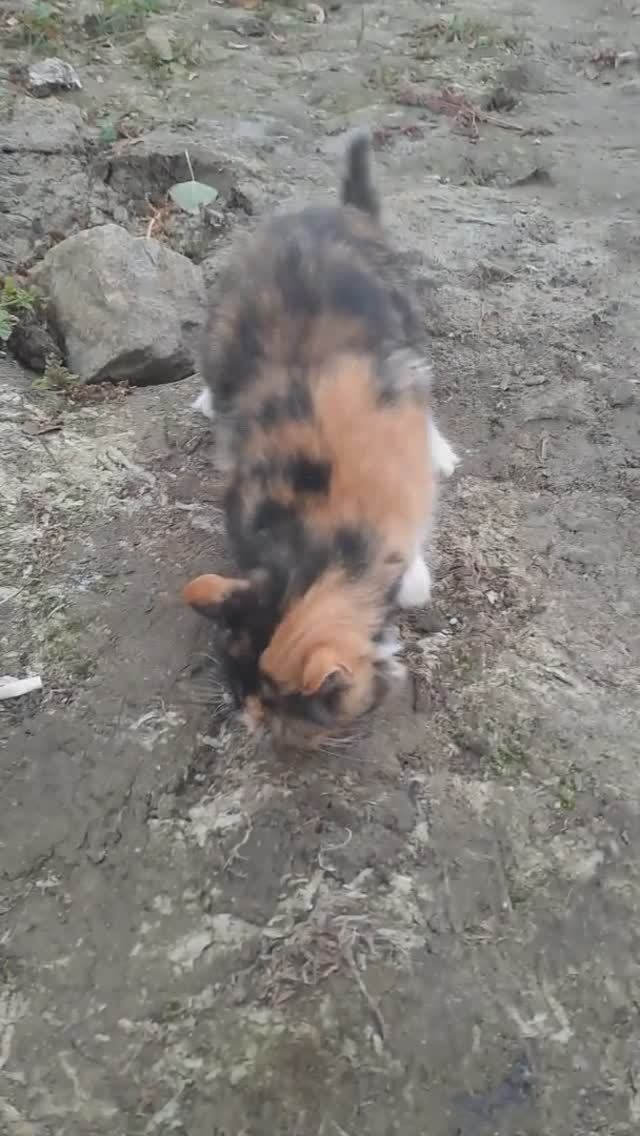 🔥 Кошка с уловом, а я нет... 🔥 #рыбалка #коты