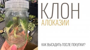 №122. Клон алоказии. Как высадить и адаптировать клона. От банки до взрослого растения.