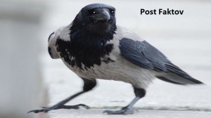 Ворона марширует  готовится к выступлению на параде