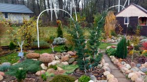 Садовые будни ноября🍁🌧🍂