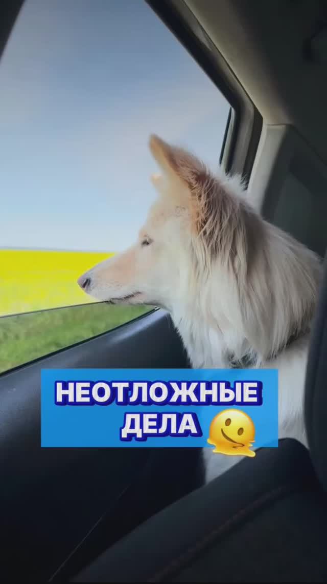 Деловая колбаса 😂 #смешнаясобака #смешныеживотные #юмор #развлечения #собака #собаки #питомцы