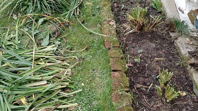 Как я лилейники обрезаю на зиму. 2025 смотреть онлайн