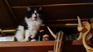 Прогулка по деревне, пушистая проныра и вечер у печки