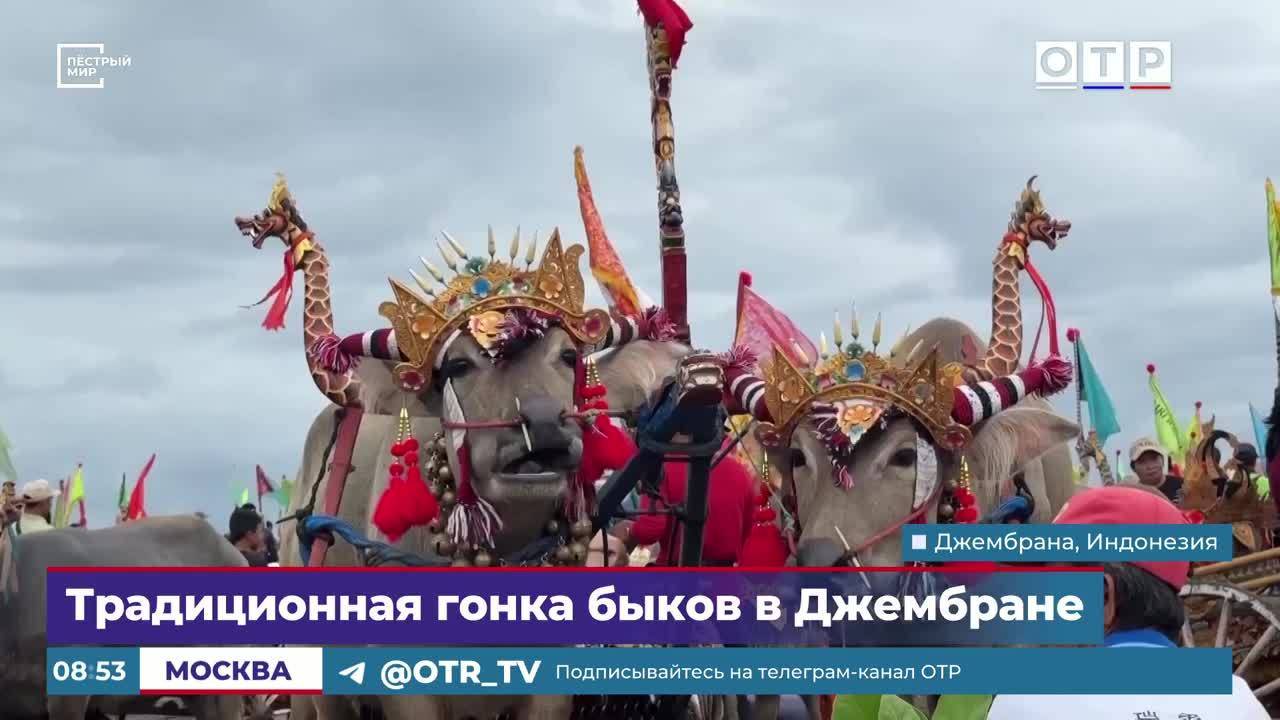 Традиционная гонка быков в Джембране смотреть онлайн