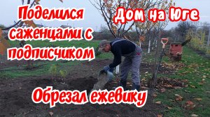 Как я храню черенки зимой. Поделился саженцами винограда с подписчиком.