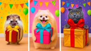 Устроили шоу на день рождения Котенка Персика. Маленький vs средний vs гигантский подарок