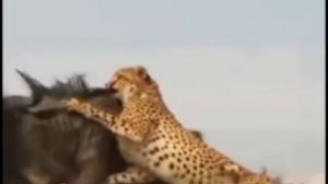Гепард ОХОТИТСЯ НА БИЗОНА. ДИКАЯ ПРИРОДА
