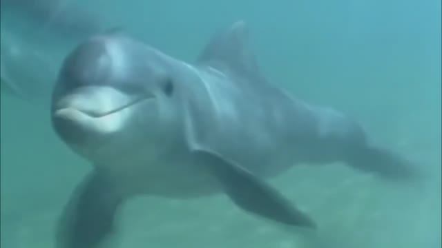 Дельфины
