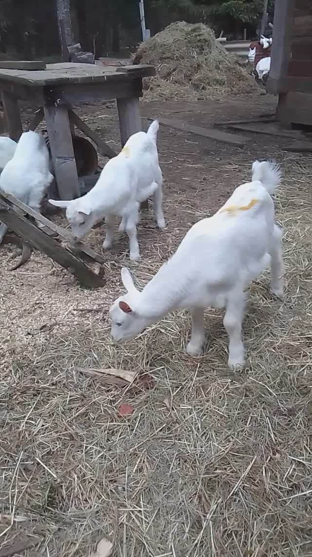 Вышел козлик погулять.