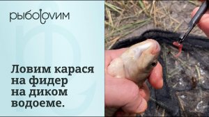 Ловля карася на фидер на диком водоеме. Отличный клев, после долгого подбора приманки.