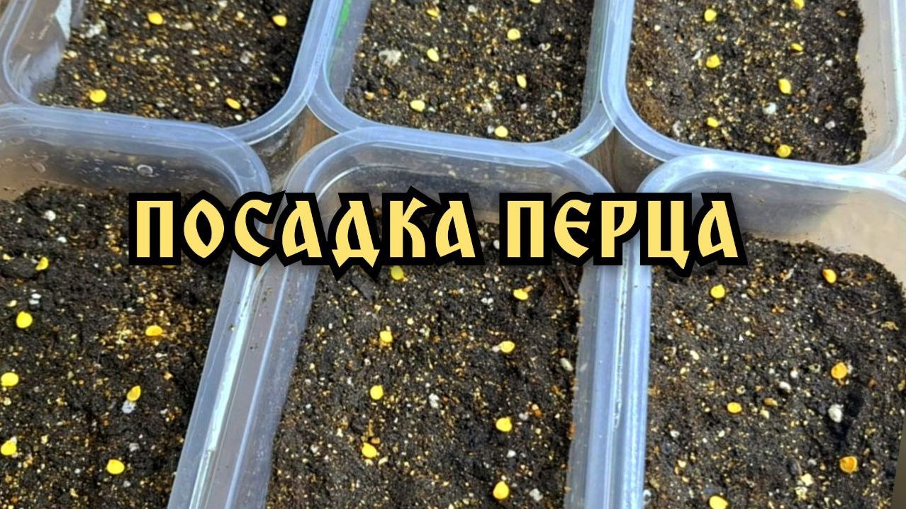 Как посеять семена перцев. Посев перца на рассаду. Сажаю простым и лёгким способом. смотреть онлайн