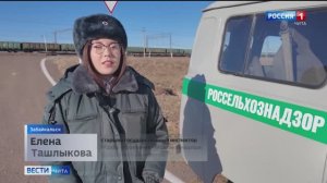 КШУ по ликвидации эпизоотического очага ящура крупного рогатого скота прошли в Забайкалье