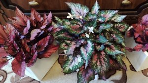 Как выращиваю шикарные кусты бегоний из одного листа .