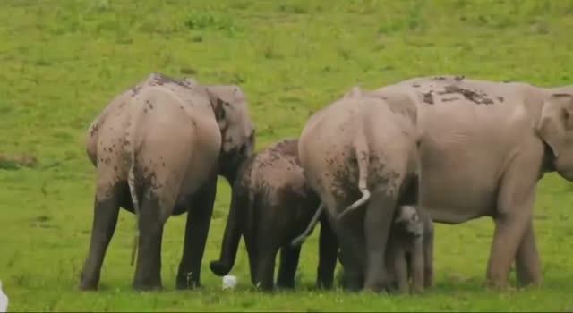 Сюрреалистические пейзажи национального парка Казиранга, штат Ассам, Индия.