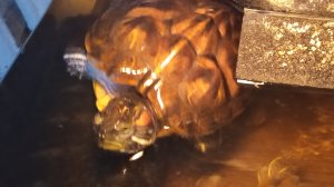 Красноухие черепахи 🐢 день 12-11-2025