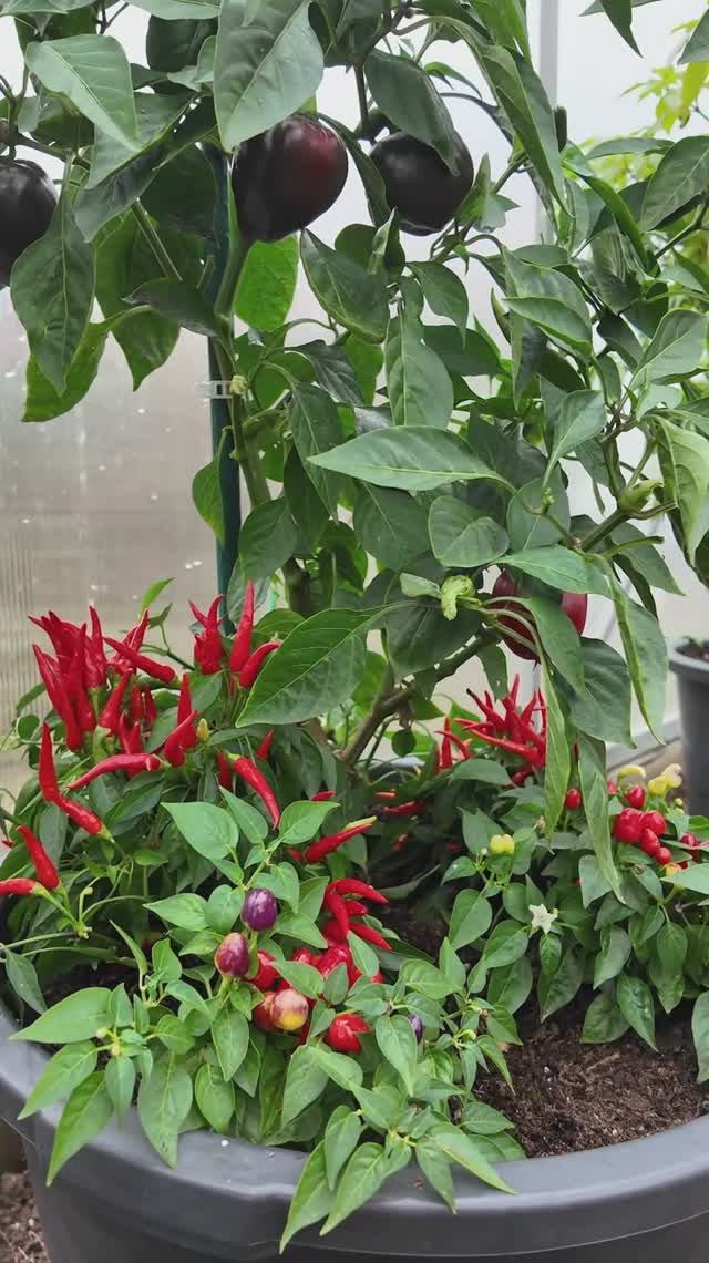 РЕЦЕПТ ОСТРОГО ПЕРЦА - 4 СУПЕР СОРТА ДЛЯ ЖГУЧИХ ЗАГОТОВОК! смотреть онлайн