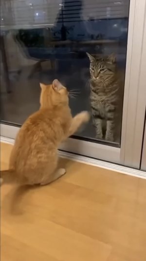 Кото усмирение 😼