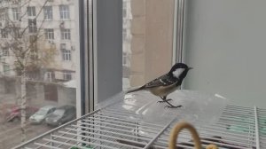 Поет синица Московка (черная синица)