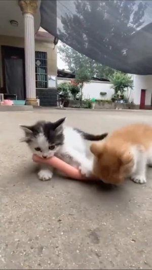 Сосисочка 😂