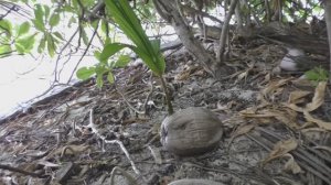 Как размножается кокосовая пальма