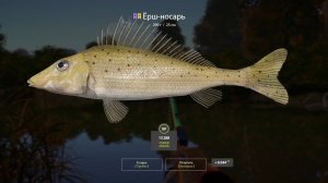 Русская Рыбалка 4 Трофей (Ёрш-носарь) р. Вьюнок
