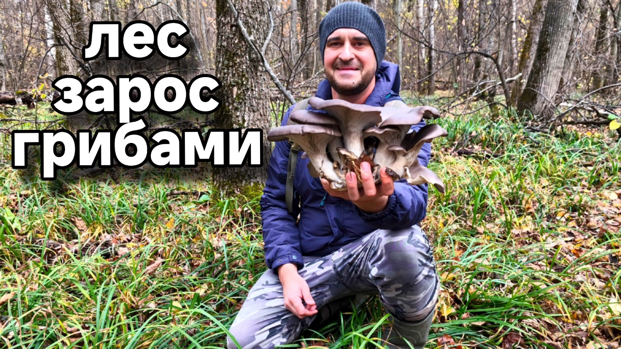 НОЯБРЬ!!! А ГРИБЫ ВСЕ ЛЕЗУТ И ЛЕЗУТ. Семейный сбор грибов смотреть онлайн