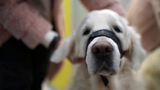 2023 (субтитры) Регистрация и выгул смотреть онлайн