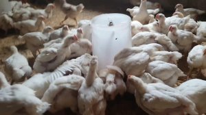 ХОЗЯЙСТВО 800 КУР///ПРОБЛЕМЫ И СЛОЖНОСТИ///