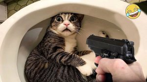 СМЕШНО ДО СЛЕЗ 😹😍 СМЕШНЫЕ КОТЫ, ЛУЧШИЕ ПРИКОЛЫ С КОТАМИ, КОШКИ, СОБАКИ , ЖИВОТНЫЕ