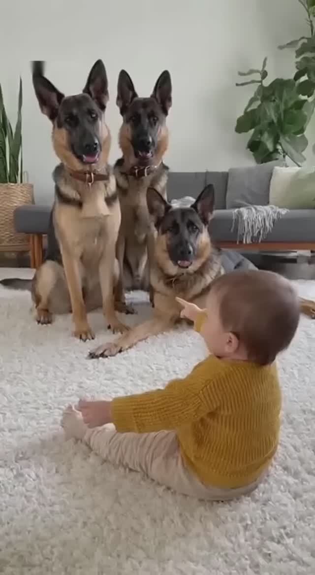 Baby’s Bang Leaves Dogs Belly Up. One Baby, Three Dramatic Dogs🐾Episode 5 смотреть онлайн