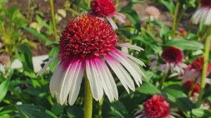 Три новинки для моего сада на 2026г. Что хочу заказать уже сейчас