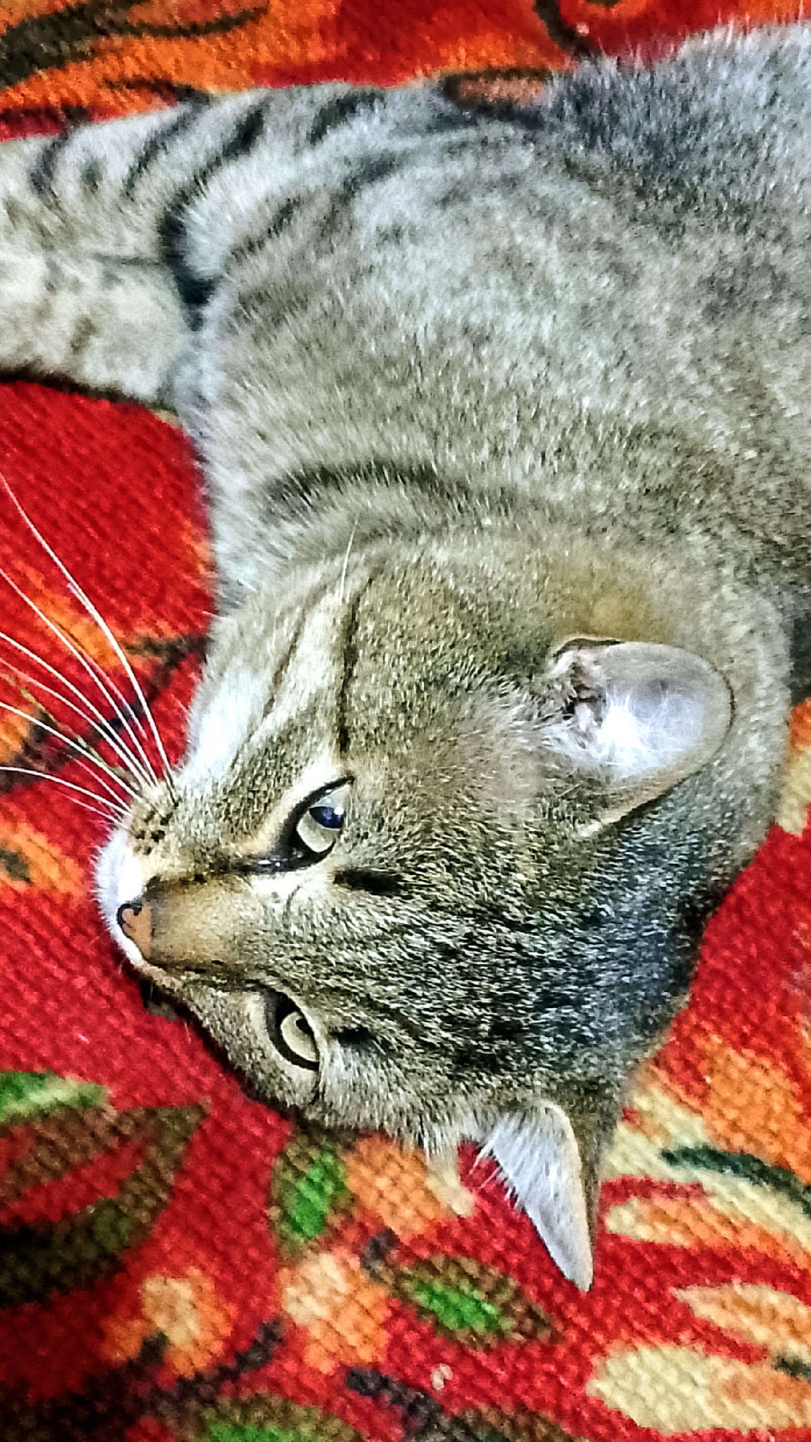 На работу, как на праздник!😃😻 Юмор с животными. смотреть онлайн