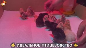 Идеальное птицеводство достойно восхищения 🐓🦆🦢🦚🦃🐔 эпизод (399)